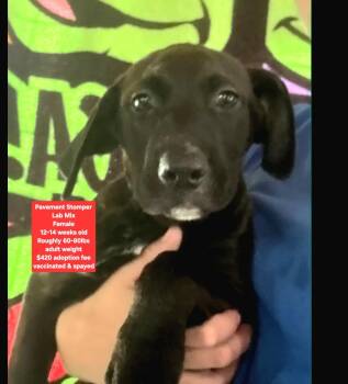 Pavement Stomper -  Black Labrador Retriever Dog for Adoption in Oviedo, Florida - Pavement Stomper | PetCurious