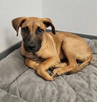 Georgia O’keefe -  Black Mouth Cur and Mixed Breed Dog for Adoption in Los Angeles, California - Georgia O’keefe | PetCurious