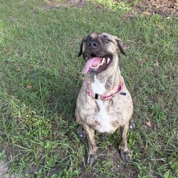 Sweet Honey -  Plott Hound and Mixed Breed Dog for Adoption in Fairfax Station, Virginia - Sweet Honey | PetCurious