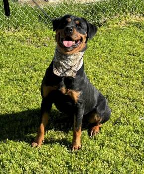 Rescue Rottweiler Dogs for Adoption in Woodland, California - Aida | PetCurious