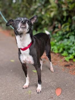 Chihuahua Dogs Available for Adoption in Beavercreek, Oregon - Edwin | PetCurious