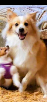 Corgi Dogs Available for Adoption - Leeza | PetCurious