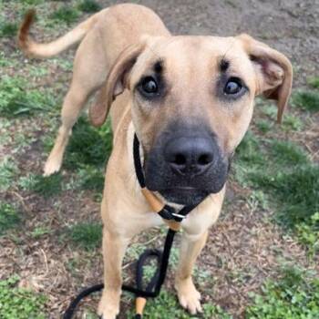 Hound and Mixed Breed Dogs Available for Adoption in Merriam, Kansas - Snowflake | PetCurious