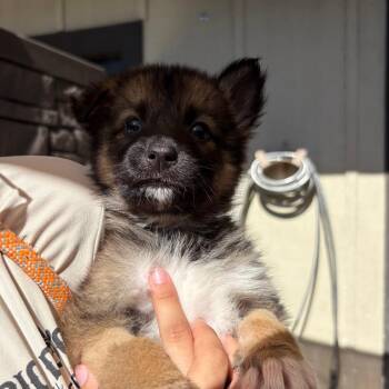 Scarecrow 8062 -  Husky Dog for Adoption in Loxahatchee Groves, Florida - Scarecrow 8062 | PetCurious