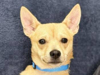 Kurt -  Chihuahua and Mixed Breed Dog for Adoption in Portland, Oregon - Kurt | PetCurious