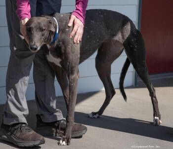 Chloe -  Greyhound Dog for Adoption in Woodinville, Washington - Chloe | PetCurious