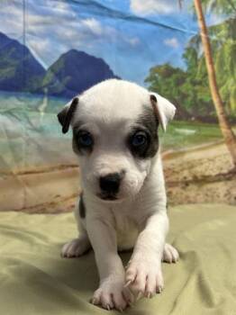 Fallyn -  Terrier and Mixed Breed Dog for Adoption in San Antonio, Texas - Fallyn | PetCurious