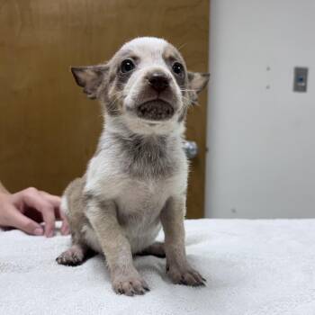 April-4803 -  Cattle Dog and Mixed Breed Dog for Adoption in Tyler, Texas - April-4803 | PetCurious