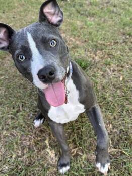 American Bulldog Dogs Available for Adoption in Milton, Florida - Mei | PetCurious