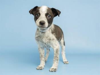 ALEXA -  Border Collie and Mixed Breed Dog for Adoption in Phoenix, Arizona - ALEXA | PetCurious
