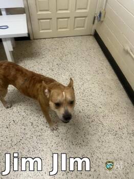 Jim JIm -  Pit Bull Terrier Dog for Adoption in Rocky Mount, North Carolina - Jim JIm | PetCurious