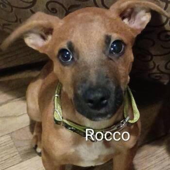 Rocco -  German Shepherd Dog and Mixed Breed Dog for Adoption in Overland Park, Kansas - Rocco | PetCurious