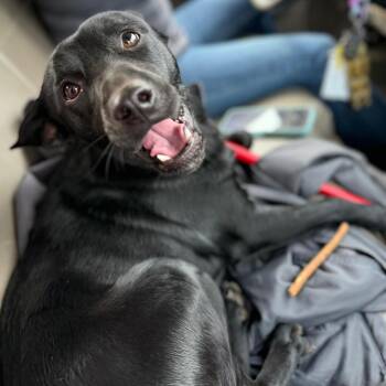 Mixed Breed Dogs Available for Adoption in Westhampton, New York - Mitch | PetCurious