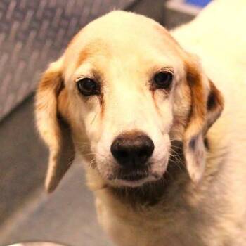 26-01444 -  Hound Dog for Adoption in Fredericksburg, Virginia - 26-01444 | PetCurious