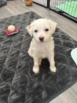 Brody -  Maltese and Poodle Dog for Adoption in Lakeland, Florida - Brody | PetCurious