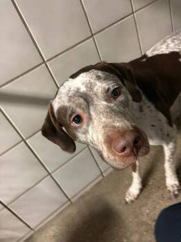 Pit Bull Terrier and Mixed Breed Dogs Available for Adoption in Rock Springs, Wyoming - Darcy Jo (DJ) | PetCurious