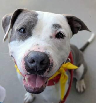 Bean -  Mixed Breed Dog for Adoption in Hamilton, Ohio - Bean | PetCurious