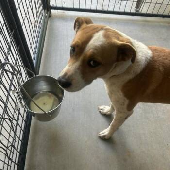 Peaches (HW+) -  Labrador Retriever and Mixed Breed Dog for Adoption in Marble, North Carolina - Peaches (HW+) | PetCurious