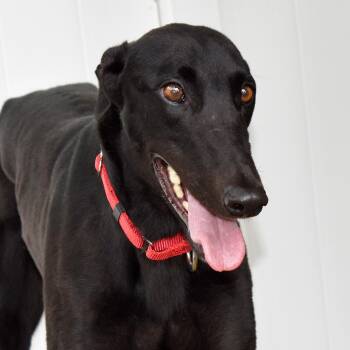 Bonzo -  Greyhound Dog for Adoption in Ware, Massachusetts - Bonzo | PetCurious
