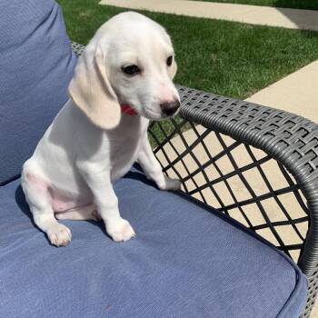 Praline -  Beagle and Australian Cattle Dog Blue Heeler Dog for Adoption in Shorewood, Illinois - Praline | PetCurious