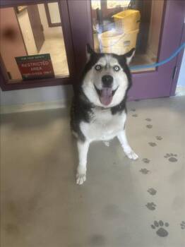 Rescue Siberian Husky Dogs for Adoption in Santa Cruz, California - SHAILA | PetCurious