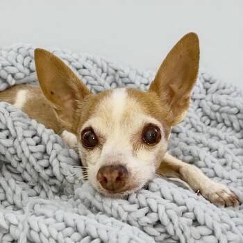 Rescue Chihuahua Dogs for Adoption in Scottsdale, Arizona - Trixie | PetCurious