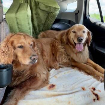 Paisley 9/21/26 -  Golden Retriever Dog for Adoption in Louisville, Kentucky - Paisley 9/21/26 | PetCurious