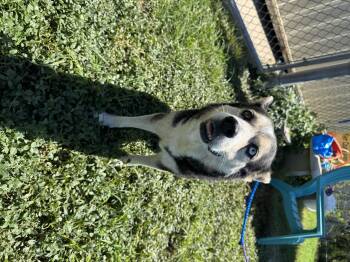 Rescue Husky Dogs for Adoption in Kerrville, Texas - "Sasha" The Husky Mix | PetCurious