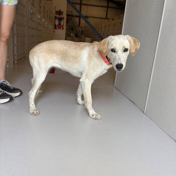 Barb -  Yellow Labrador Retriever Dog for Adoption in Chicago, Illinois - Barb | PetCurious