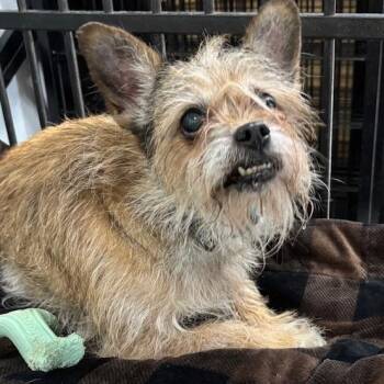 Chihuahua Dogs Available for Adoption - Little Lucy | PetCurious