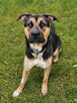 Athena -  German Shepherd Dog and Labrador Retriever Dog for Adoption in Bowmanville, Ontario - Athena | PetCurious