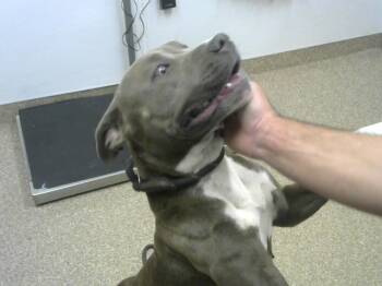 Rescue Pit Bull Terrier and Mixed Breed Dogs for Adoption in Albuquerque, New Mexico - BEDDYW | PetCurious