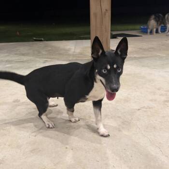 Sasha -  Australian Kelpie and Corgi Dog for Adoption in Baton Rouge, Louisiana - Sasha | PetCurious