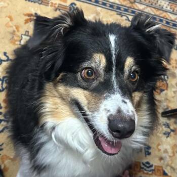 Poppi -  Australian Shepherd Dog for Adoption in Overland Park, Kansas - Poppi | PetCurious
