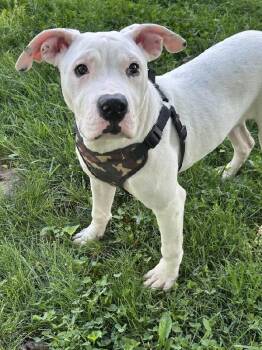 Boxer Dogs Available for Adoption in Scottsburg, Indiana - Izzy | PetCurious