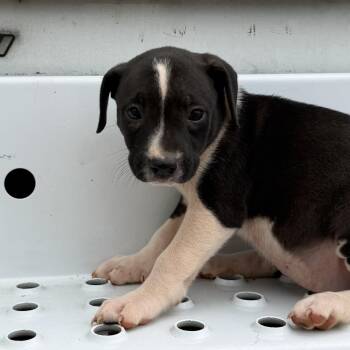 Cassandra -  Pit Bull Terrier Dog for Adoption in Columbia, South Carolina - Cassandra | PetCurious