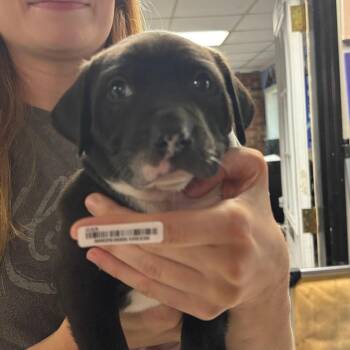 Mixed Breed Dogs Available for Adoption - Stewart Fire Puppy | PetCurious