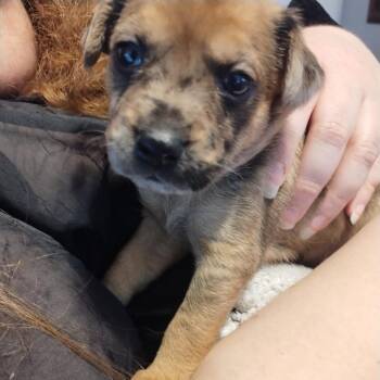Chihuahua and Terrier Dogs Available for Adoption in Austin, Texas - Peaches N Cream | PetCurious