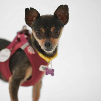 Chihuahua Dogs Available for Adoption - Catherine 13784 | PetCurious