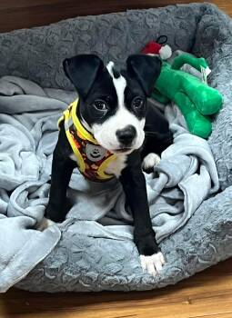 Rescue Mixed Breed Dogs for Adoption in Orland Park, Illinois - Hex | PetCurious