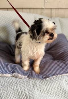 Duke -  Shih Tzu Dog for Adoption in Fort Worth, Texas - Duke | PetCurious