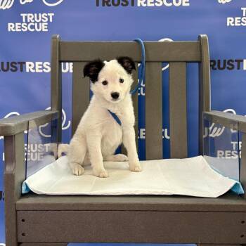 BLISS -  Border Collie and Mixed Breed Dog for Adoption in Waterford, New Jersey - BLISS | PetCurious