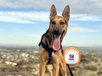 BLAZE -  German Shepherd Dog Dog for Adoption in Phoenix, Arizona - BLAZE | PetCurious
