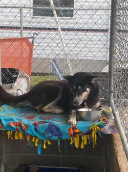 2026-122 Skye -  Husky Dog for Adoption in Lakeland, Georgia - 2026-122 Skye | PetCurious