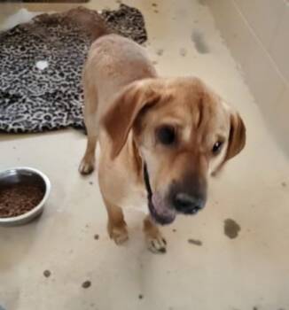 Matrix -  Shar Pei and Mixed Breed Dog for Adoption in Port St. Joe, Florida - Matrix | PetCurious