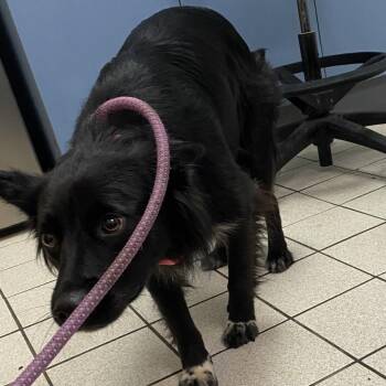 Baby Bell Cheese -  Mixed Breed Dog for Adoption in Charleston, West Virginia - Baby Bell Cheese | PetCurious