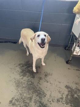 KAISER -  Labrador Retriever and Mixed Breed Dog for Adoption in Tallahassee, Florida - KAISER | PetCurious