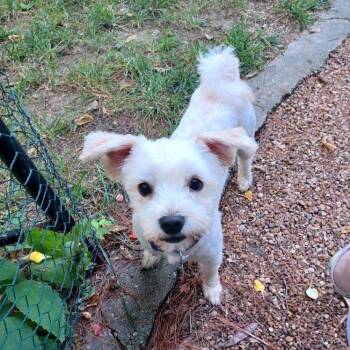 Jake -  Maltese and Miniature Poodle Dog for Adoption in Kansas City, Missouri - Jake | PetCurious