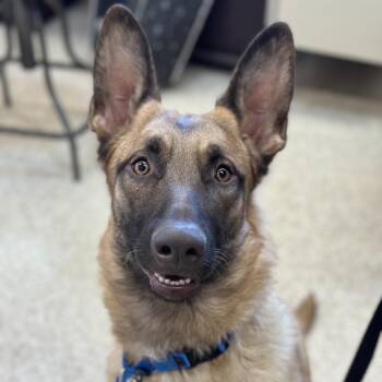 Milly -  Belgian Shepherd Malinois and Mixed Breed Dog for Adoption in Kanab, Utah - Milly | PetCurious