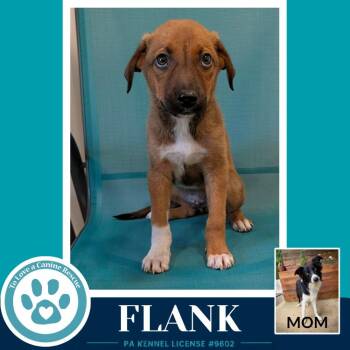 Border Collie and Labrador Retriever Dogs Available for Adoption in Kimberton, Pennsylvania - Flank (Rosie